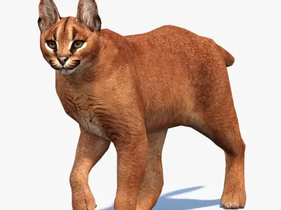  Animated Caracal and Lynx Tufted-Ear Wildcats 3D Bundle 