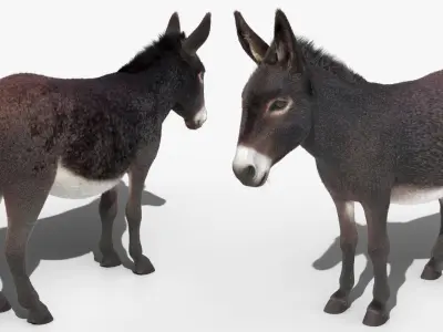  Walking Domestic Donkey Fur Animated Rigged for Blender 