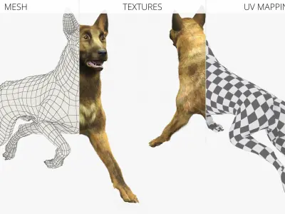  Dutch Herding Dog in Run Pose Gold Brindle Fur 