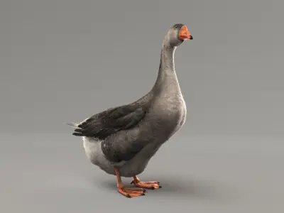  Goose Rigged 