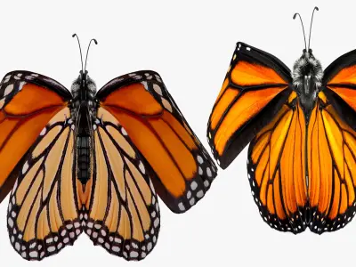  Animated Flying Monarch Butterfly Fur Rigged 