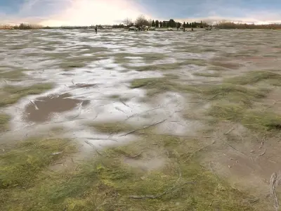 PBR Texture Grass Mud Puddles  Texture