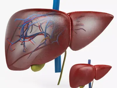 Liver Anatomy Low-poly 3D model
