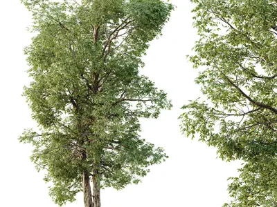 AV Plants Carya Glabra Ovalis Caryer Rouge Hickory03 3D model
