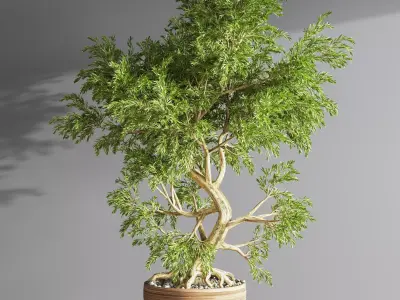 plant bonsai 05 3D model