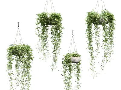 Ivy in hanging pots - 4 models 3D model
