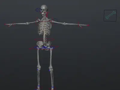  MAYA RIGGED Female Body, Muscular &amp; Skeletal Systems Anatomy 3D Model 