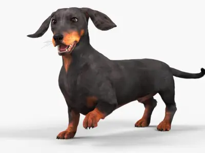  Standard Dachshund Breed Dog Alert Black Fur Rigged for Maya 