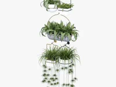 amazon three hanging plants 3D model