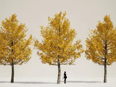 PREMIUM PLANT PACK - 10 realistic Korean Street Tree Pack 01 3D model