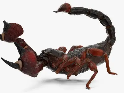  Realistic Scorpion Strikes Fur Animated Rigged for Cinema 4D 