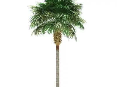 Sabal Palm Tree 3D Model 9m 3D model