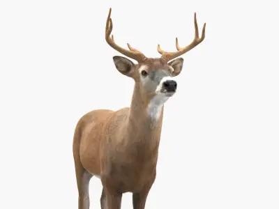  White-Tailed Deer Fur for Cinema 4D 