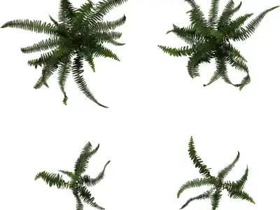 Realistic Fern Plant 3D Model Pack  Low-poly 3D model