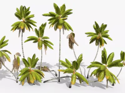 Coconut Palm Trees Asset 1 Low-poly 3D model