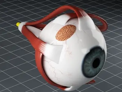 Anatomy eye 3D model