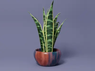 Snake Plant 3D model