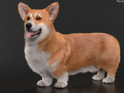  Pembroke Welsh Corgi Dog Standing Pose Fur for Cinema 4D 