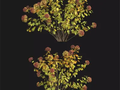 Hydrangea arborescens 03 autumn 3D model