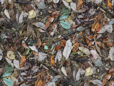 Forest Floor Seamless Material Texture
