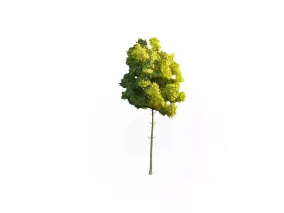 Low Poly Tree Stylish Low-poly 3D model