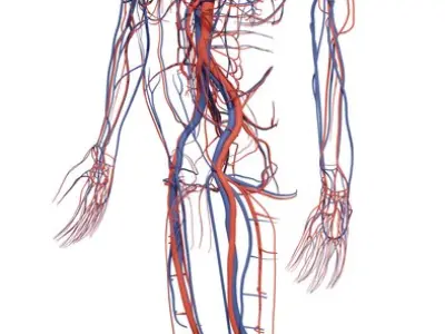  Complete Homan body anatomy male anatomy 