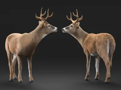  Odocoileus Virginianus Standing Pose Fur for Cinema 4D 