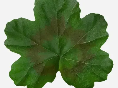 FACADE leaf Low-poly 3D model