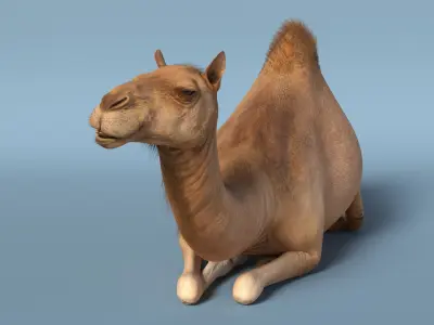  Resting Camel Fur 