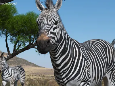  Striped Equine Running Fur 