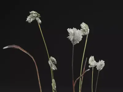 Eriophorum Plant Low-poly 3D model