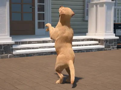  Begging White Labrador Dog Pose Fur Animated Rigged for Maya 