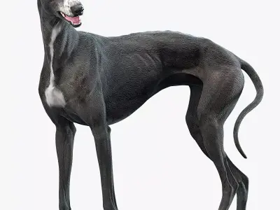 Greyhound Black Rigged 3D model