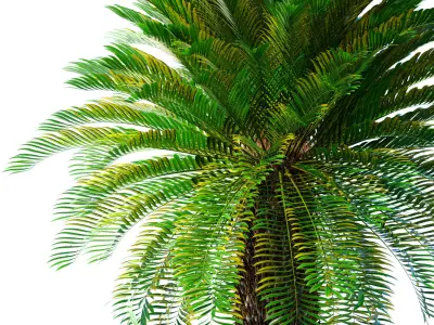 Decorative Evergreen Tall Lush Palm Tree tropical outdoor 3D model