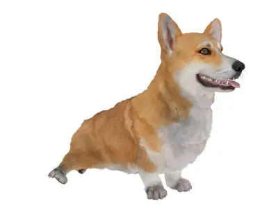  Pembroke Welsh Corgi Dog Sitting Pose Fur for Maya 