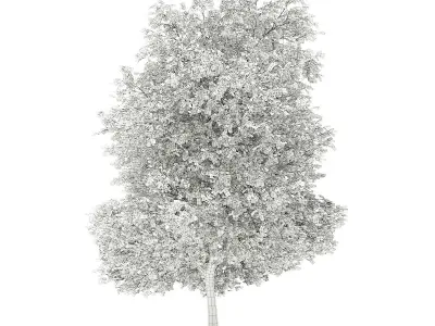 Grapefruit Tree 3D model