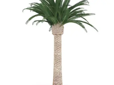Pineapple Palm 3D model