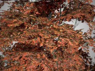 Red Maple Fall Tree Low-poly 3D model