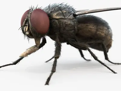  HouseFly Rigged Animated 8K PBR Textures 