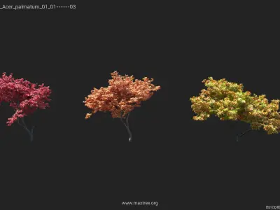 Maxtree Plant Models Vol 17 Low - Mesh 3D model