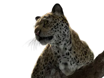  Leopard Fur (Rigged) 