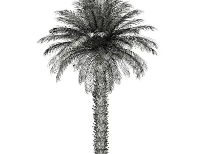 Date Palm Tree 3D Model 7m 3D model