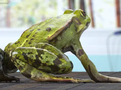  Complete Frog Body Anatomy 