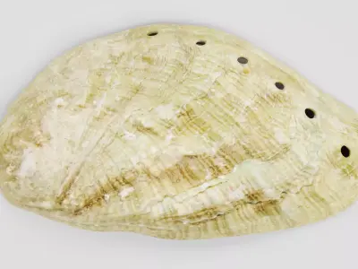 Shell V6 - Realistic Haliotis Tuberculata Seashell 3D model