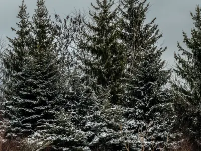 Panorama with snow-covered trees and a field - 30k 3D model