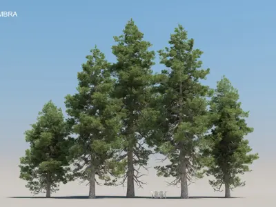  80 Summer Pine Trees 