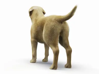  Full Dog Male Anatomy Static - Hair and Fur 