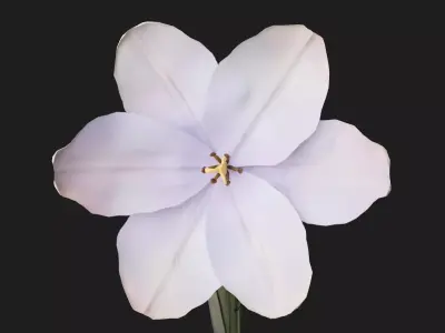 Tulip Flower Animated Low-poly 3D model