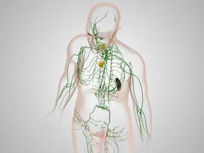 Lymphatic System Low-poly 3D model