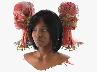  Skin and Complete Anatomy of the Afro Female Head 